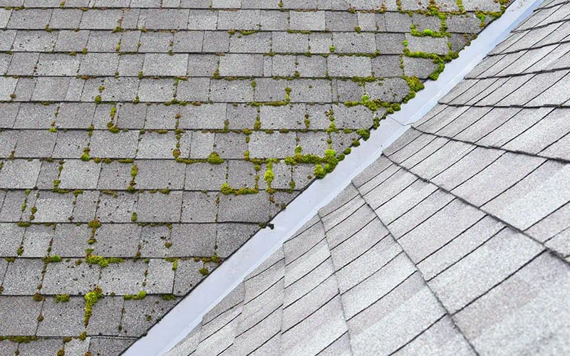 DIY Roof Cleaning: Is It Worth the Risk or Should You Call a Pro?