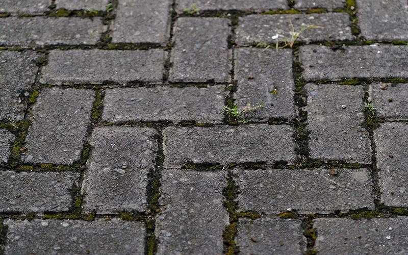 What Happens If You Never Seal Your Pavers in Florida?