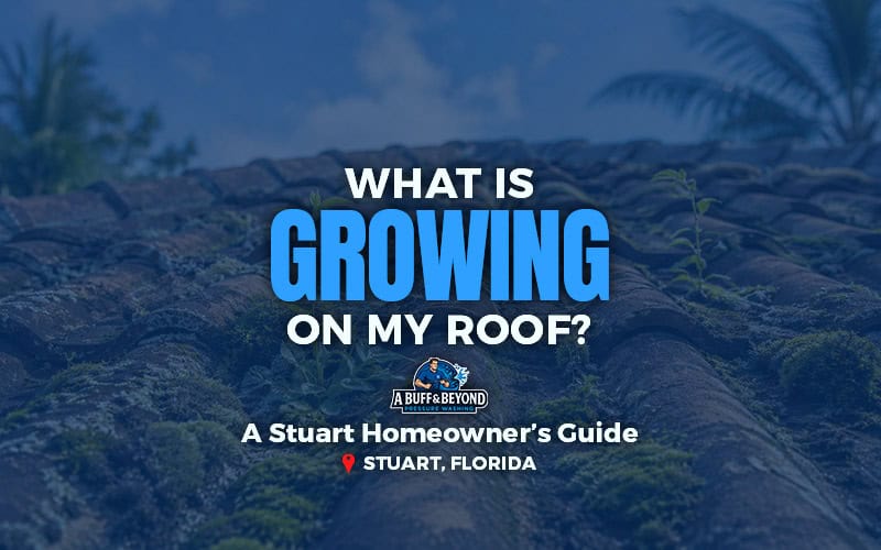 what is growing on my roof in stuart fl
