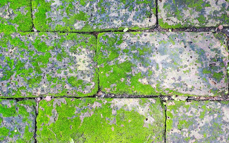 why does my driveway keep turning green?